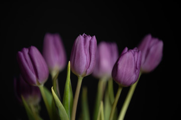 purple tulips with green leaves in darkness, black background