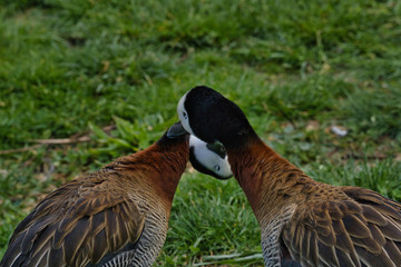 Oiseau
