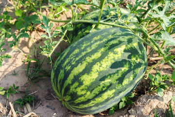Large watermelon in the garden Of Thai gardeners