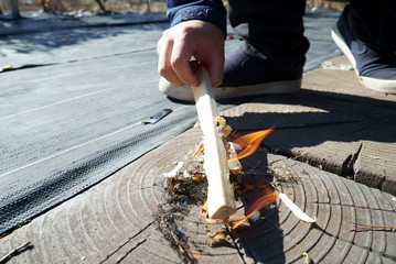 Fototapete bei efototapeten.de bestellen   