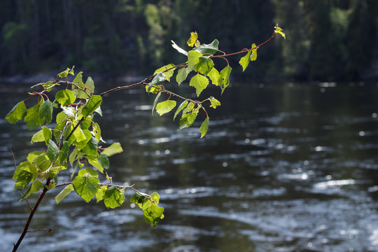 Green branch on the background of the Indalsälven river in Sweden