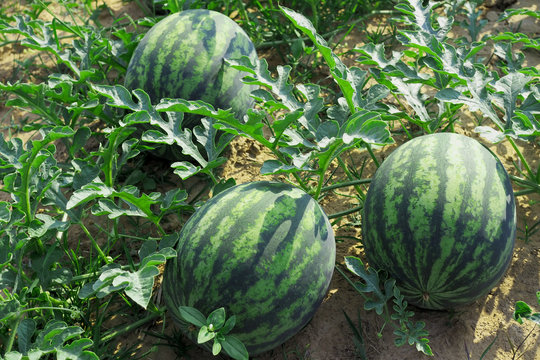 Large watermelon in the garden Of Thai gardeners