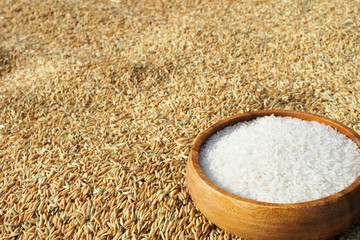 Rice in wooden  bowl on paddy rice background,Rice of famer in Thailand.copy space.