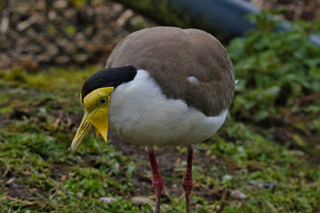 Oiseau