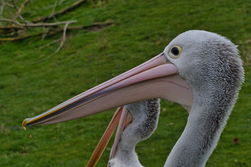 Pelican