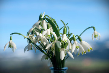 Bouquet of beautiful snowdrops. First spring flowers. Gift of snowdrops on the blue sky background