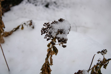The settled shrub under large snow drifts is covered with ice-creams similar to diamonds