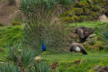 Oiseau