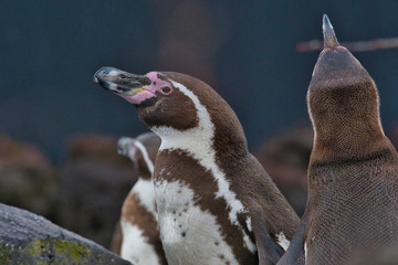 Fototapeta premium Oiseau
