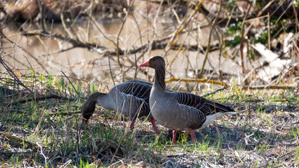 Two greylag geese on the grass