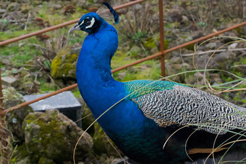 Obraz premium Oiseau