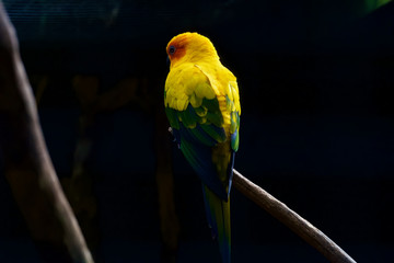Perroquet