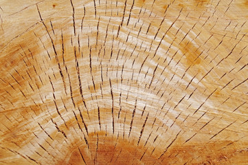 Macro view of a closeup of a large stump
