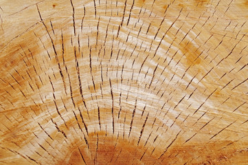 Fototapeta premium Macro view of a closeup of a large stump