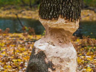 Tree damaged by beaver in Quebec © Vito