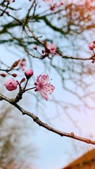 cherry blossom in spring