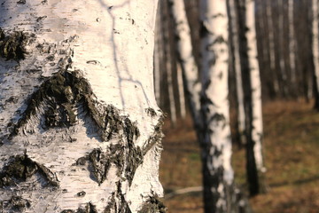 Young birches with black and white birch bark in spring in birch grove against background of other birches