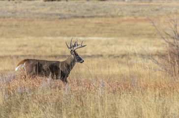 Buck Whitetail deer in Colorado During the Rut in Autumn