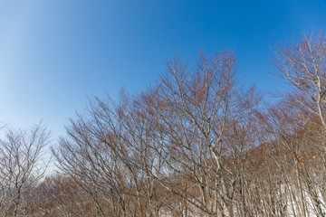 森吉阿仁スキー場　樹氷