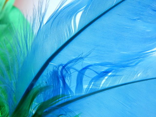 Abstract blue background, close up bird feather texture.