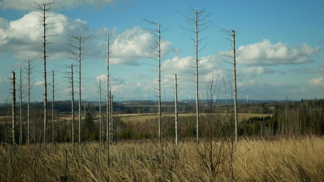 Bark wood beetle pest Ips typographus infestation, spruce and bast tree infested attacked by European spruce, wood larva and larvae, wind power mill mast turbines, calamity cutting deforestation