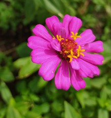 Obraz premium pink flower