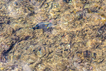 Coral under clear water. Abstract marine background. Blurry. marine background