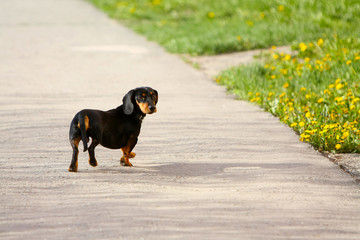 Dachshund walks on the asphalt in the open air. Cute black dog in the spring posing on the street. A beautiful dog looks around in motion. Copy of the space. Free space for text. Horizontal image. 
