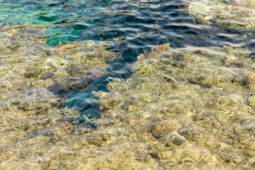 Coral under clear water. Abstract marine background