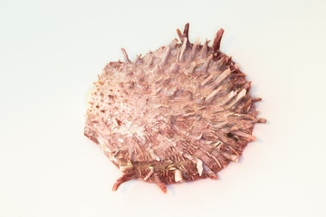 Obraz premium Beautiful seashell isolated on a white background