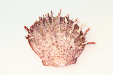 Fototapeta premium Beautiful seashell isolated on a white background