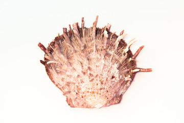 Fototapeta premium Beautiful seashell isolated on a white background