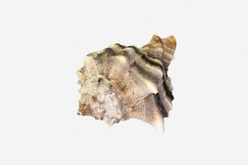 Beautiful seashell isolated on a white background