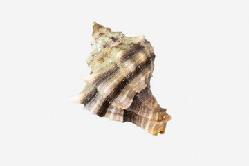 Beautiful seashell isolated on a white background