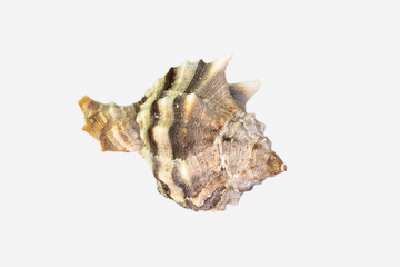 Beautiful seashell isolated on a white background