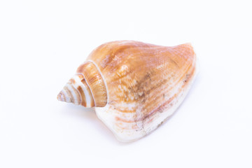 Beautiful seashell isolated on a white background