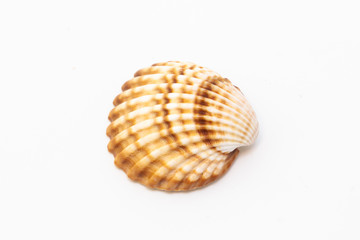 Beautiful seashell isolated on a white background