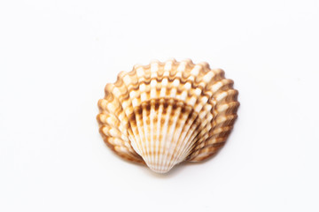 Beautiful seashell isolated on a white background