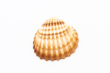 Beautiful seashell isolated on a white background