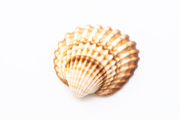Beautiful seashell isolated on a white background