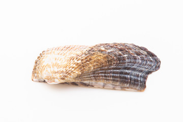 Beautiful seashell isolated on a white background