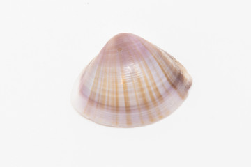 Beautiful seashell isolated on a white background