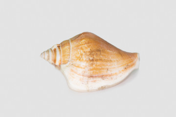 Beautiful seashell isolated on a white background