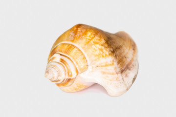 Beautiful seashell isolated on a white background