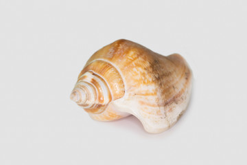 Beautiful seashell isolated on a white background