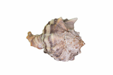 Beautiful seashell isolated on a white background