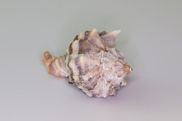Beautiful seashell isolated on a white background