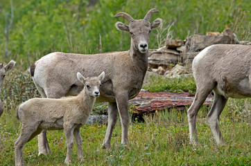 Big horn sheep in Glacier National Park. They are a species of sheep native to North America. The species is named for its large horns. A pair of horns might weigh up to 14 kg or 30 pounds.