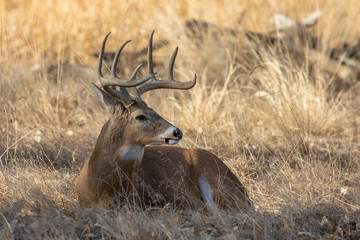 Naklejka premium Buck Whitetail deer in Colorado During the Rut in Autumn