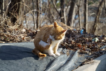 Naklejka premium Play in the garden with a cat